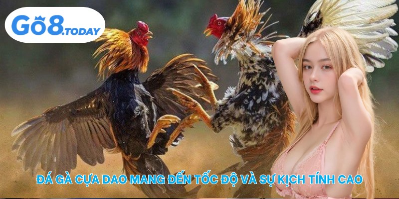 Đá gà cựa dao mang đến tốc độ và sự kịch tính cao